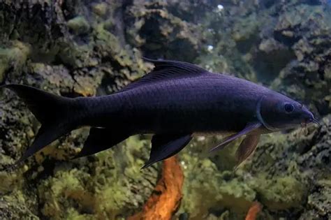 black aquarium fish|Black Sharkminnow (Labeo chrysophekadion): A Powerful .